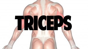 triceps